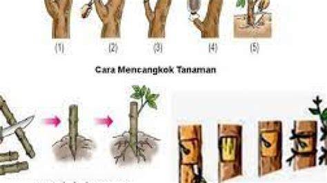 PERBANYAKAN GENERATIF TANAMAN JATI - raincitystudios.com