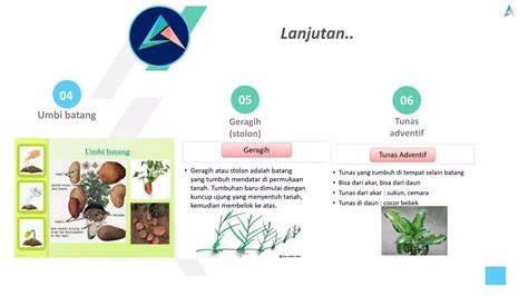 Perbanyakan Tanaman Secara Vegetatif - raincitystudios.com