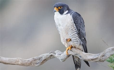 Peregrine Falcon atau falcon pelegrine dikenal sebagai ... - raincitystudios.com