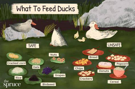Perfect Homemade Duck Feed - BackYard Chickens - raincitystudios.com