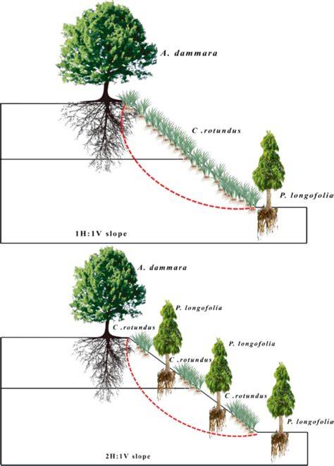 Performance Evaluation of Vegetative Species for Engineered Slope ... - raincitystudios.com