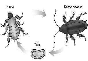 Perhatikan gambar berikut! Pada gambar siklu... - Roboguru - muktibox.com