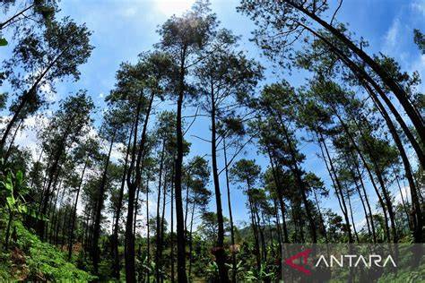 Perhutani FSC® : Getah Pinus Perhutani Peroleh Sertifikat Ekolabel ... - raincitystudios.com