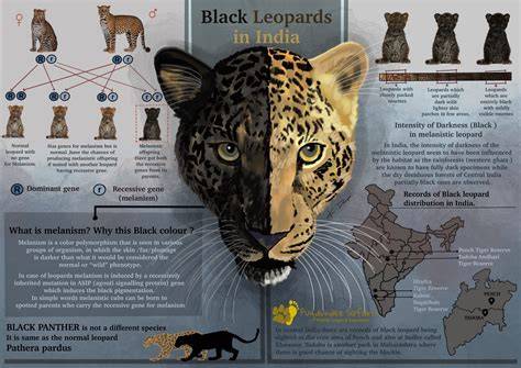 Perhutani More plans made to save Javan leopard | - raincitystudios.com
