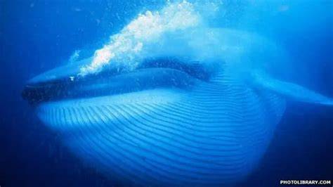 Perilaku paus terpengaruh bunyi sonar - BBC News … - raincitystudios.com