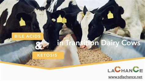 Periparturient dairy cows need additional bile acids to ... - muktibox.com