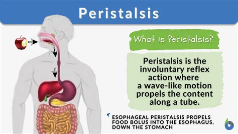 Peristalsis in Zero Gravity | Unraveling the Effects on Digestive ... - muktibox.com