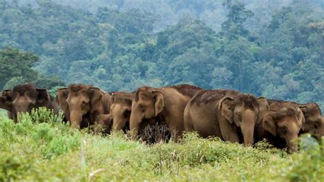 PERIYAR NATIONAL PARK (Thekkady) - 2024 What to …