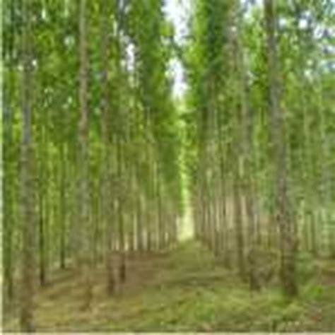 Perkebunan Jabon - raincitystudios.com