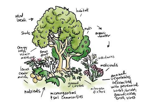 Permaculture Food Forest: How To Grow A Luxurious … - raincitystudios.com