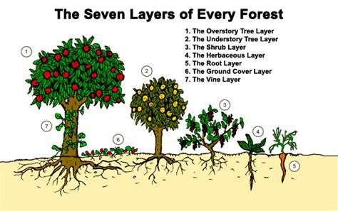 Permaculture Tip of the Day – The 7 Layers of a Forest - raincitystudios.com