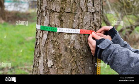 Permanent Tree Girth Tape-measure - raincitystudios.com