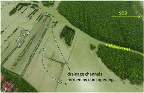 Permeable Dams Help Reclaim Demak’s coasts - raincitystudios.com