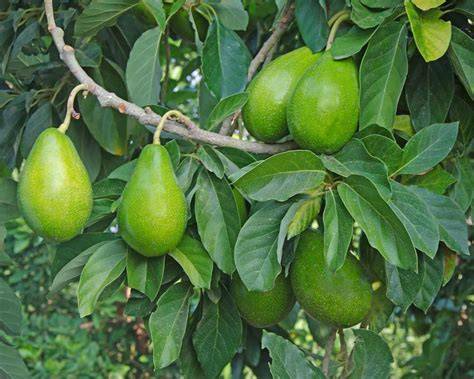 Persea americana Avocado - University of Florida - raincitystudios.com