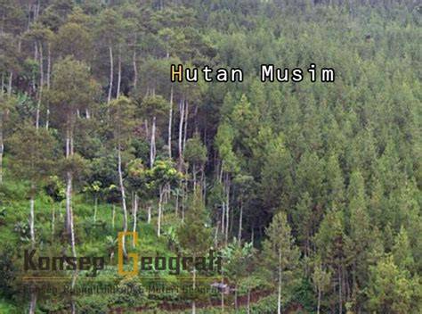 Persebaran Hutan Musim dan Ciri-cirinya - raincitystudios.com