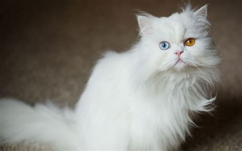 Persian Cat Breed History - wintechmobiles.com