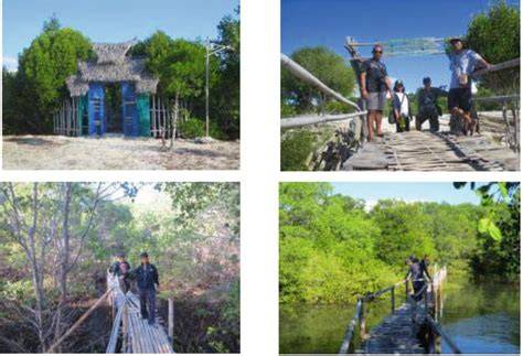 Perspective Chapter: Mangrove Conservation - raincitystudios.com