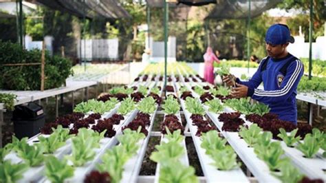 Pertanian Perkotaan - muktibox.com