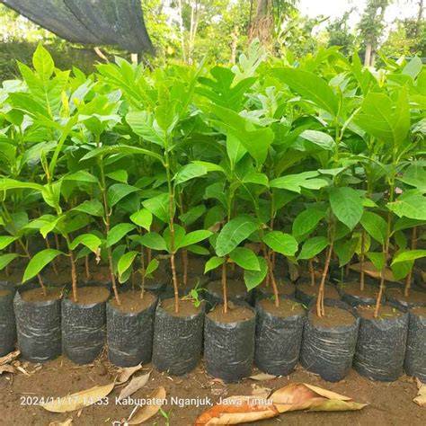Pertumbuhan Stek Bibit Tanaman Sukun (Artocarpus altilis) dengan ... - raincitystudios.com