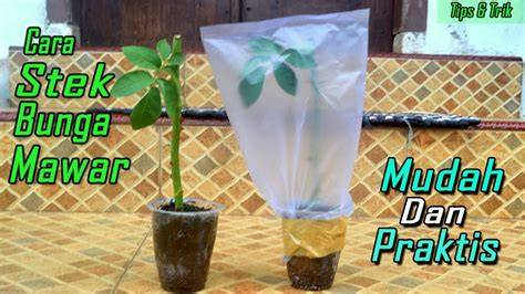 Pertumbuhan Stek Mawar dengan ZPT | PDF - Scribd - raincitystudios.com