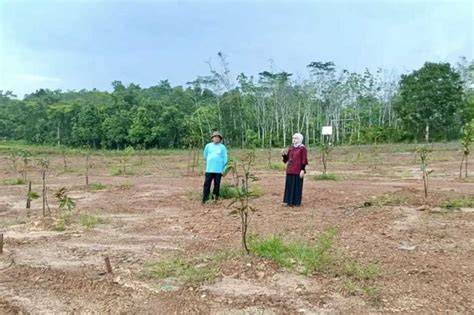Pertumbuhan Tanaman REDD+ di Banjarbaru Berjalan Optimal - raincitystudios.com