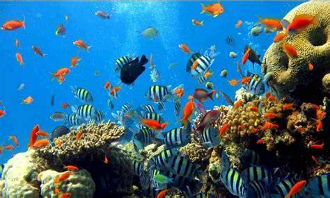 Pesona Bawah Laut Indonesia - Kompaspedia - raincitystudios.com