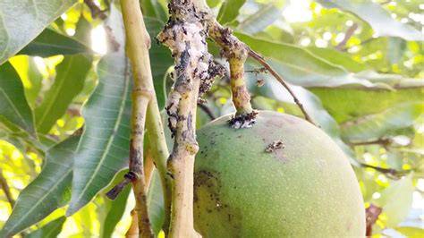 PEST AND DISEASES IN MANGO (MANGIFERA INDICA L.) - raincitystudios.com