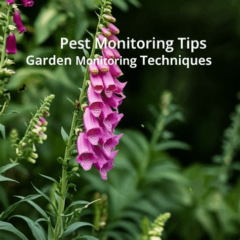 Pest animal monitoring techniques - PestSmart - muktibox.com