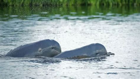 Pesut Mahakam - Lumba-Lumba Air Tawar - Fakta, … - muktibox.com