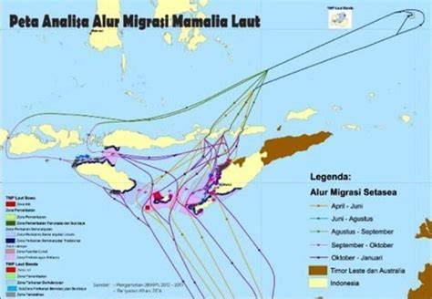 Peta Migrasi Mamalia di Laut Sawu dan Banda - raincitystudios.com