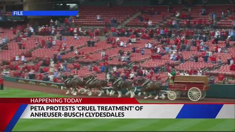 PETA protesting 'cruel treatment' of Anheuser-Busch Clydesdales