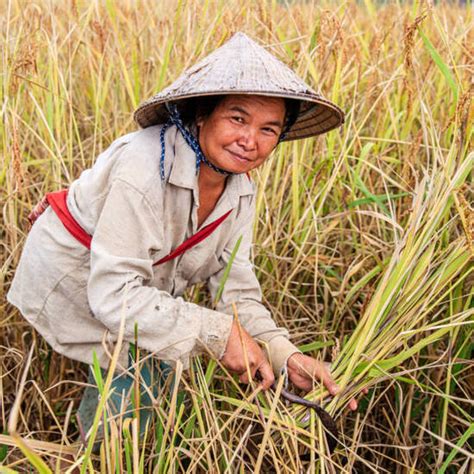 Petani - Wikipedia bahasa Indonesia, ensiklopedia bebas - wintechmobiles.com