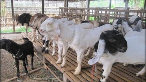 Peternakan Kambing Perah di Bhumina Raya Farm - raincitystudios.com