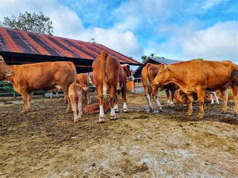 Peternakan sapi di Indonesia - Wikipedia bahasa Indonesia, … - muktibox.com