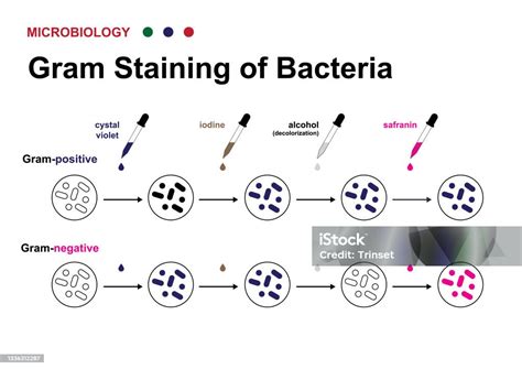 Pewarnaan Gram - Prinsip dan Prosedur Pewarnaan - muktibox.com