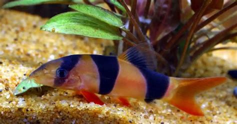 PH for Clown loach - Loaches Online Forum