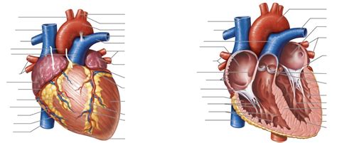 PHAR 2003; Chapter 24 - Metabolism and Energetics (Post ... - Quizlet - muktibox.com