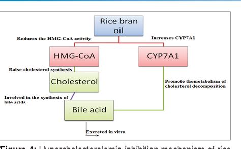 PHARMACOGNOSY OF RICE BRAN OIL - A REVIEW