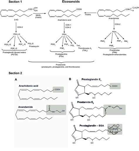 PHD THESIS FUNGAL EICOSANOID BIOSYNTHESIS …