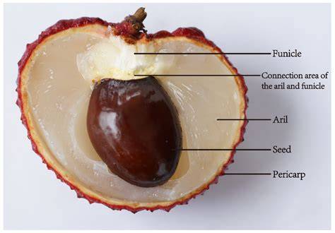 Phenolic Composition of Litchi Fruit Pericarp | Journal of Agricultural ... - raincitystudios.com