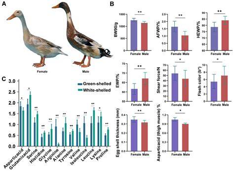 Phenotypic characterization of local female duck … - raincitystudios.com