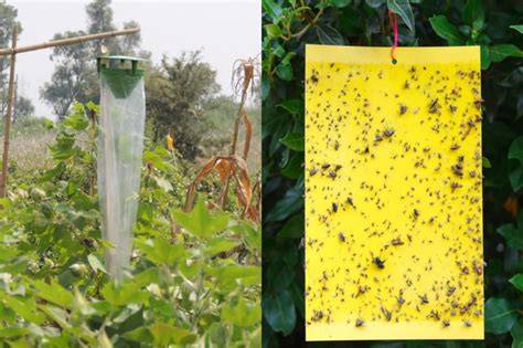 Pheromone and Sticky Traps - Zimi Organics - raincitystudios.com