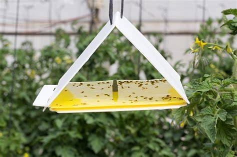 Pheromone Traps: Using Pheromones to Monitor and Control Pests - raincitystudios.com