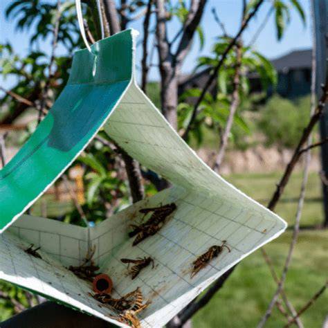 Pheromone Traps for Insect Pest Management - raincitystudios.com