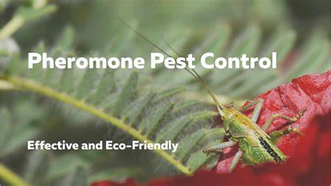 Pheromones for Controlling Insect Pests - Organic Crop production - raincitystudios.com