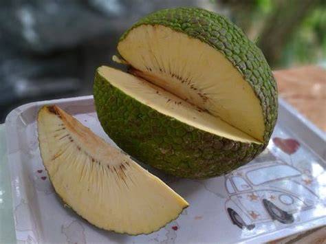 Philippines looking at breadfruit to boost food security - raincitystudios.com
