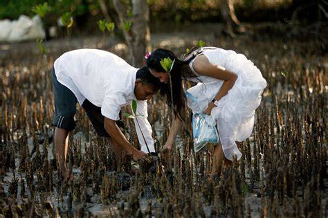 Philippines uses mangrove buffer zones to protect its coasts - raincitystudios.com