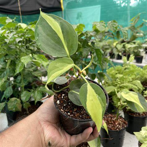 Philodendron Brasil - Live Plants in 4 Inch Pots - Beautiful Elegant ... - raincitystudios.com