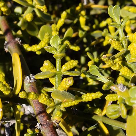 PHORADENDRON BRACHYSTACHYUM