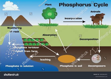 Phosphorus Cycle - an overview | ScienceDirect Topics - raincitystudios.com